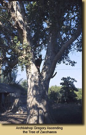 Archbishop Gregory Ascending the Tree of Zacchaeos
