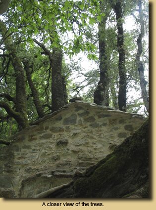 A closer view of the trees.